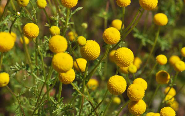 stinknet flower