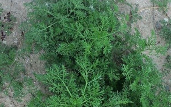 stinknet plant